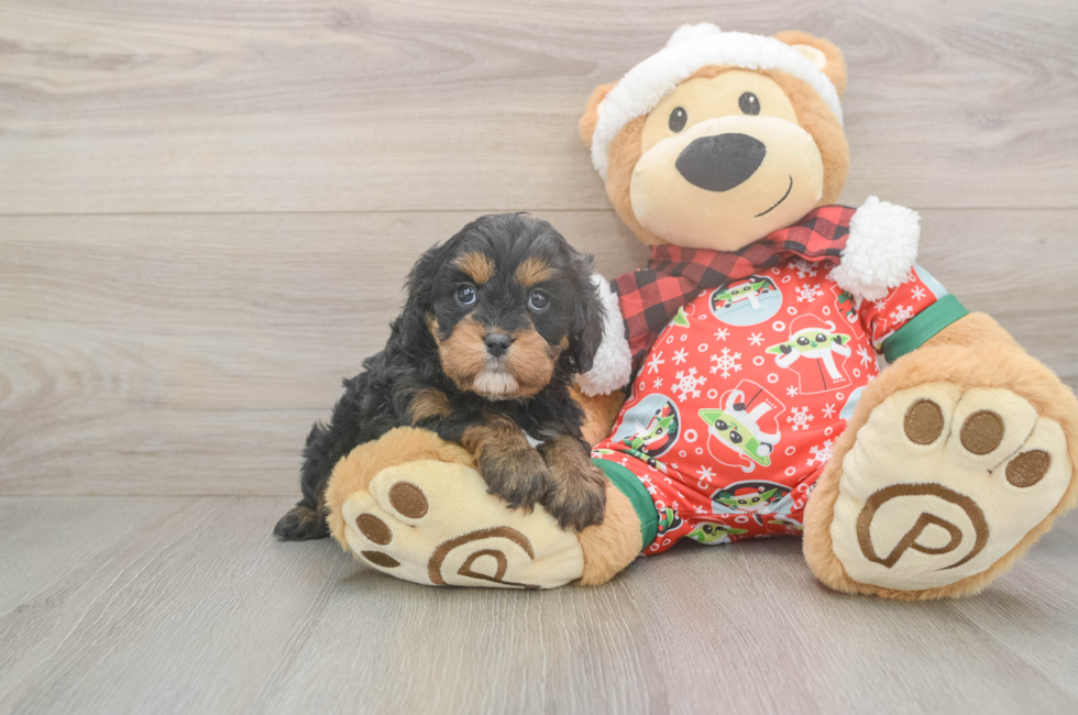 5 week old Cavapoo Puppy For Sale - Florida Fur Babies