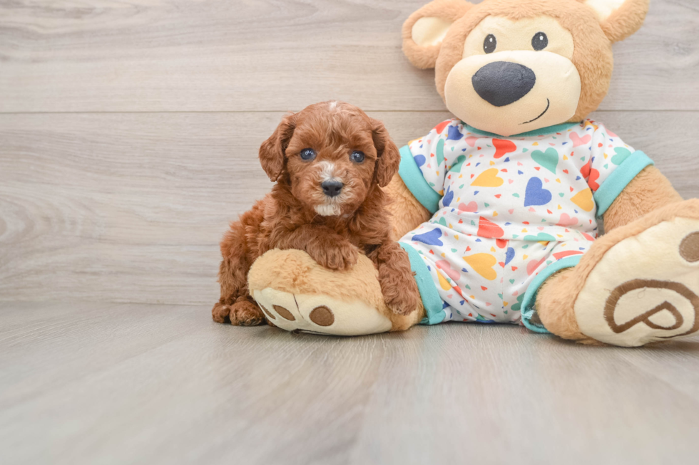Best Cavapoo Baby