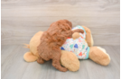 Small Cavapoo Baby