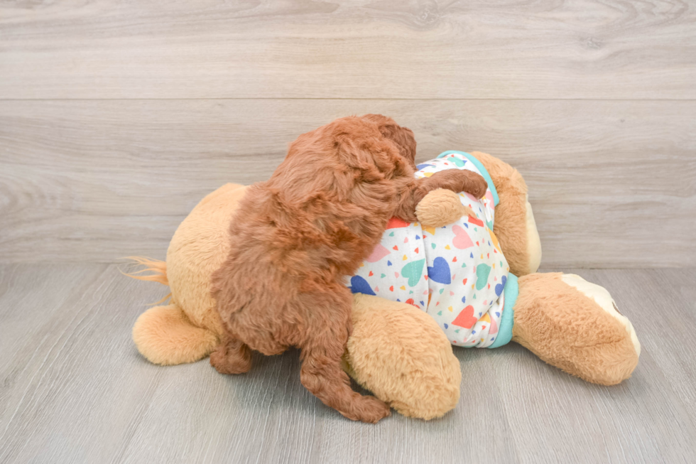 Small Cavapoo Baby