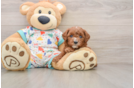 Smart Cavapoo Poodle Mix Pup