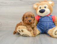 8 week old Cavapoo Puppy For Sale - Florida Fur Babies