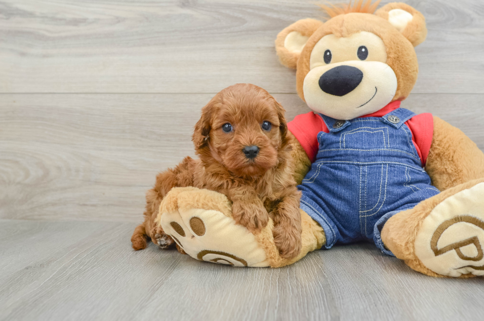 6 week old Cavapoo Puppy For Sale - Florida Fur Babies