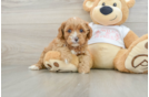 Sweet Cavapoo Baby