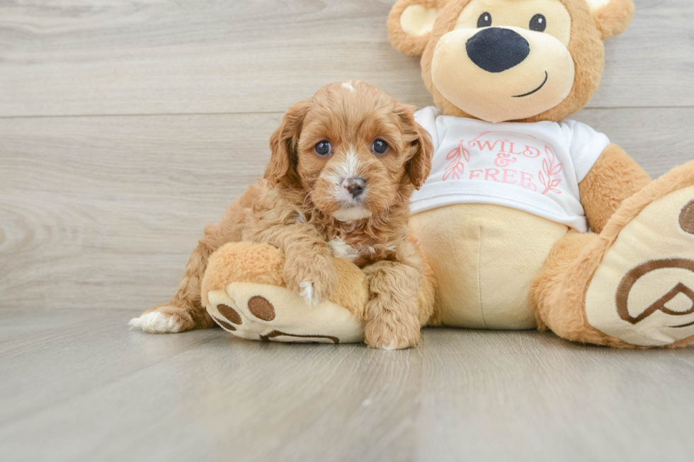 Sweet Cavapoo Baby