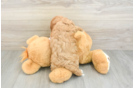Friendly Cavapoo Baby
