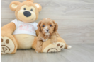 Happy Cavapoo Baby