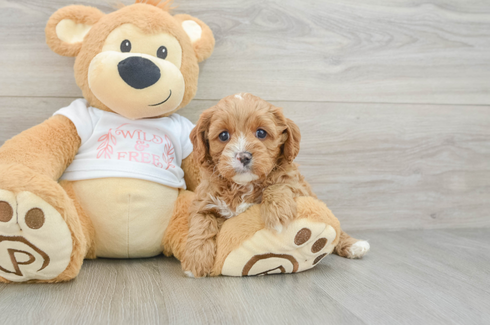 7 week old Cavapoo Puppy For Sale - Florida Fur Babies