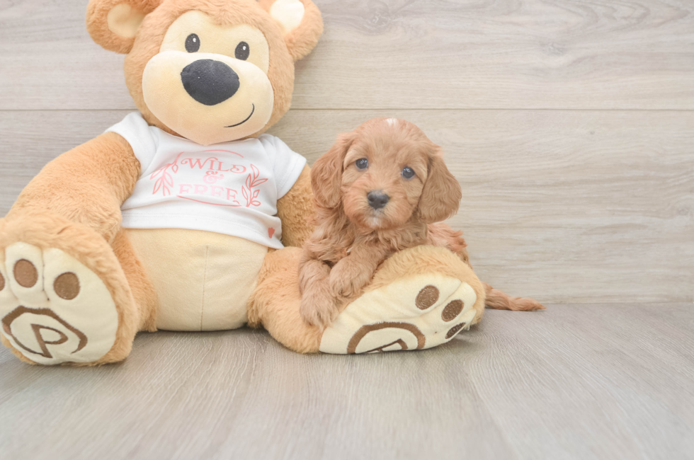 5 week old Cavapoo Puppy For Sale - Florida Fur Babies