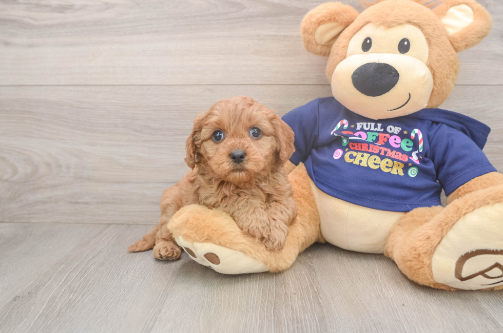 5 week old Cavapoo Puppy For Sale - Florida Fur Babies