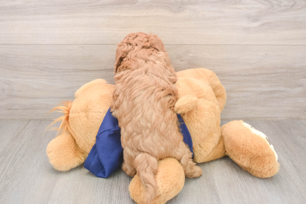 Cavapoo Puppy for Adoption