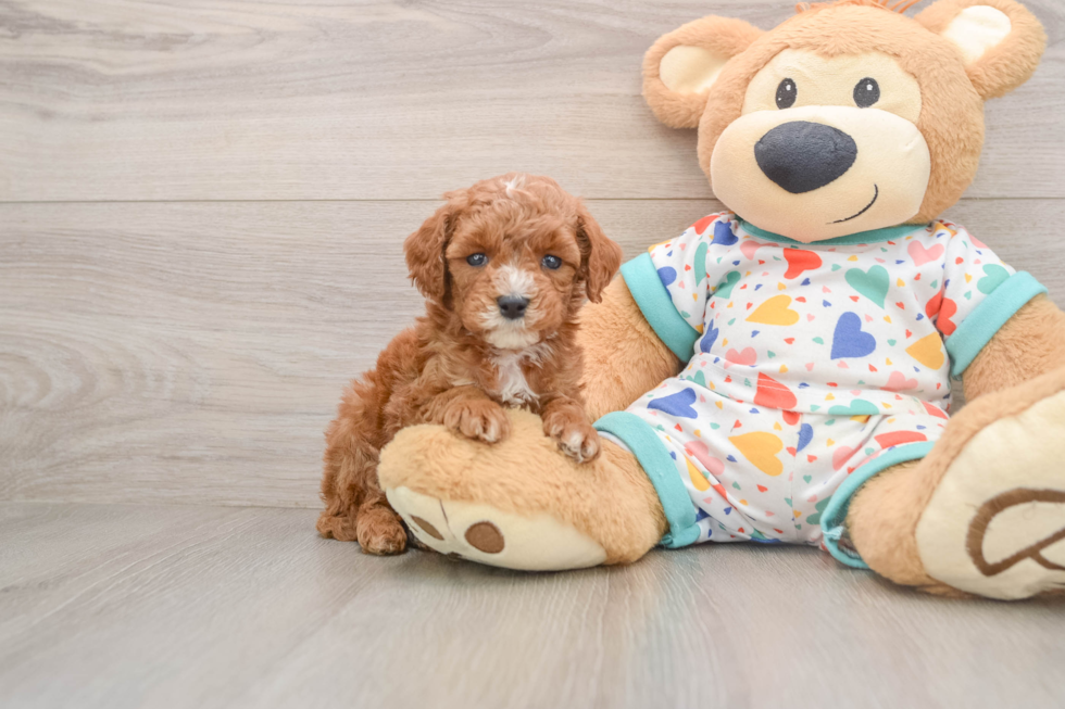 Cavapoo Pup Being Cute