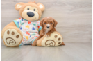 Best Cavapoo Baby
