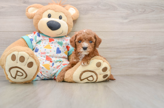Best Cavapoo Baby