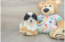 Best Cavapoo Baby