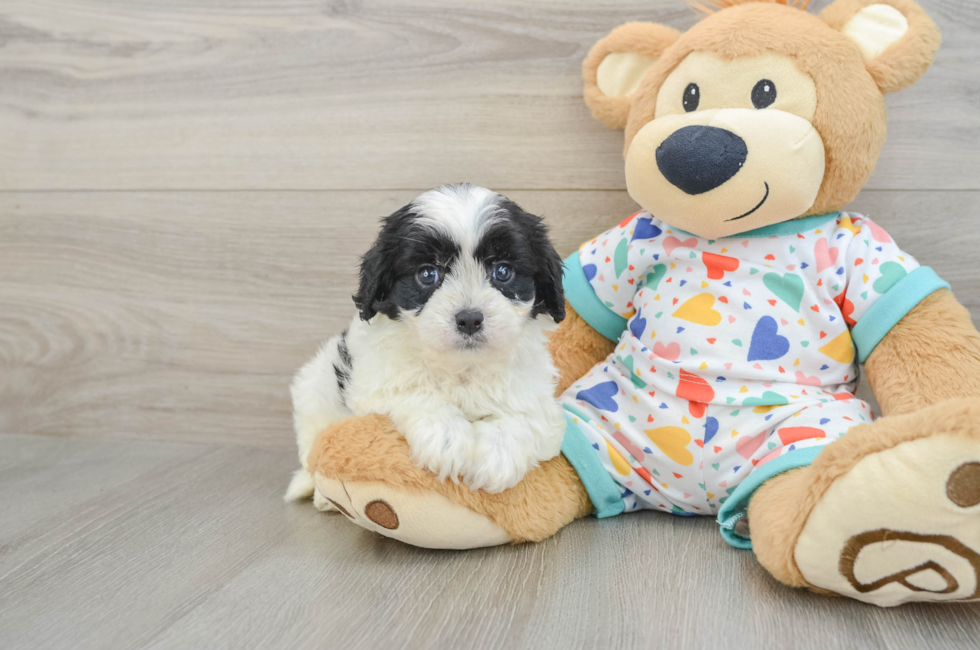 6 week old Cavapoo Puppy For Sale - Florida Fur Babies