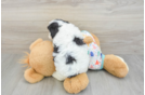 Cavapoo Puppy for Adoption