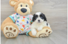 Smart Cavapoo Poodle Mix Pup
