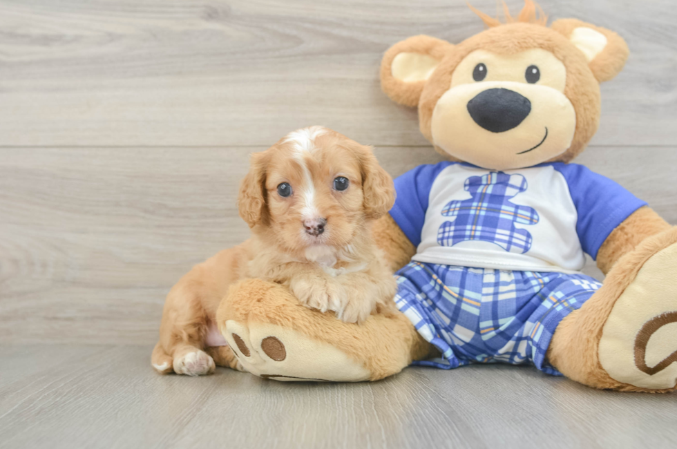5 week old Cavapoo Puppy For Sale - Florida Fur Babies
