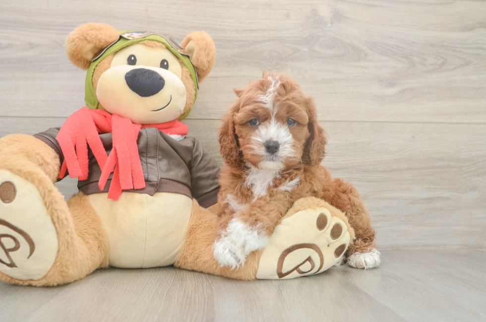 5 week old Cavapoo Puppy For Sale - Florida Fur Babies