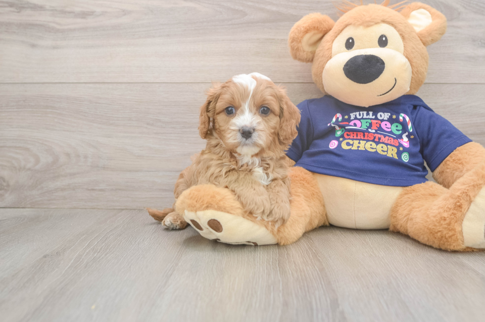 5 week old Cavapoo Puppy For Sale - Florida Fur Babies