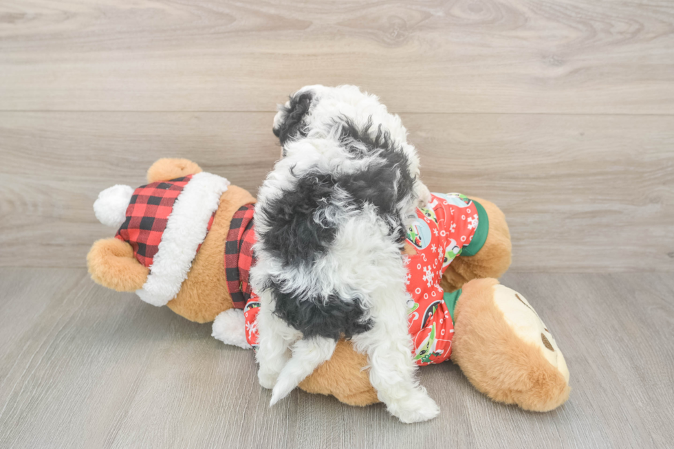 Friendly Cavapoo Baby