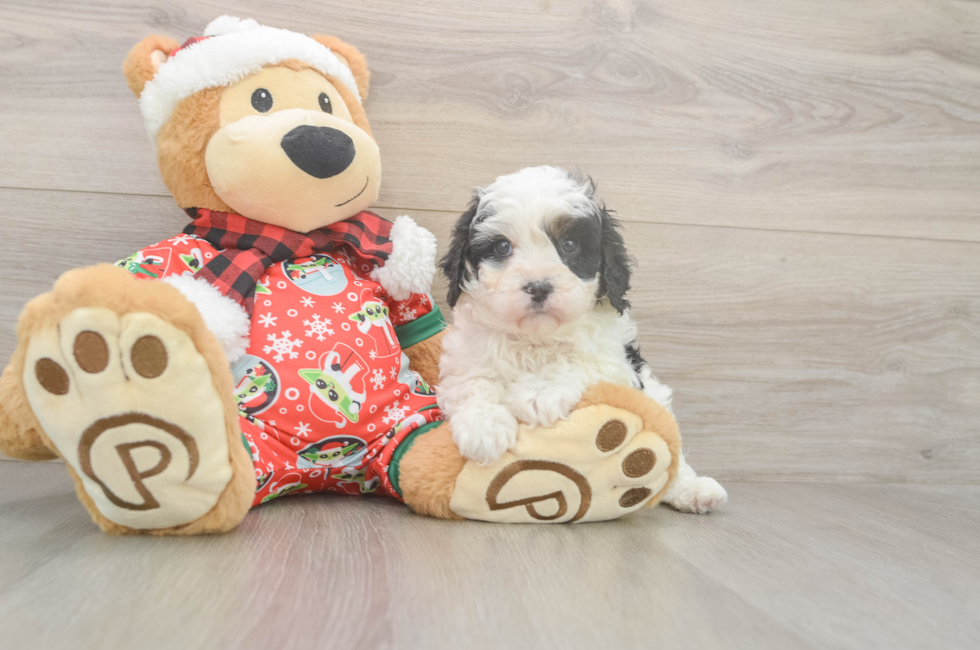 5 week old Cavapoo Puppy For Sale - Florida Fur Babies