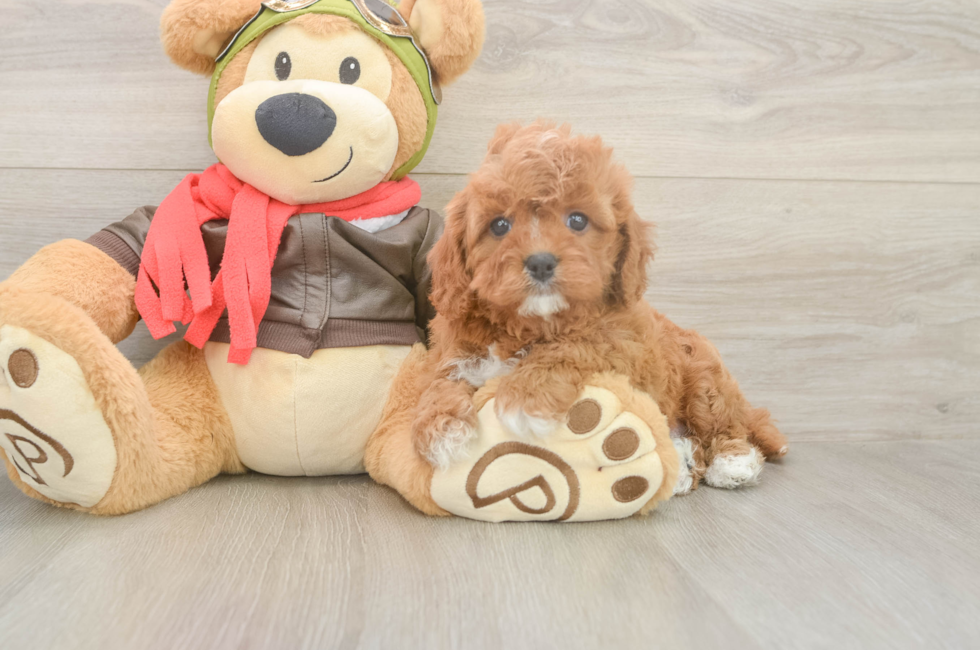 5 week old Cavapoo Puppy For Sale - Florida Fur Babies