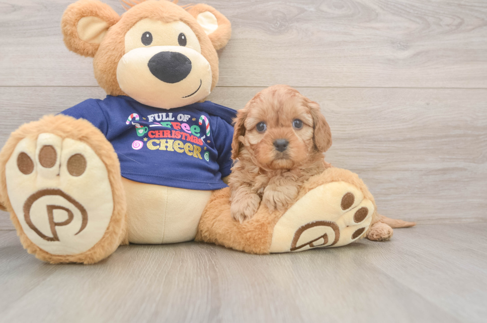 5 week old Cavapoo Puppy For Sale - Florida Fur Babies