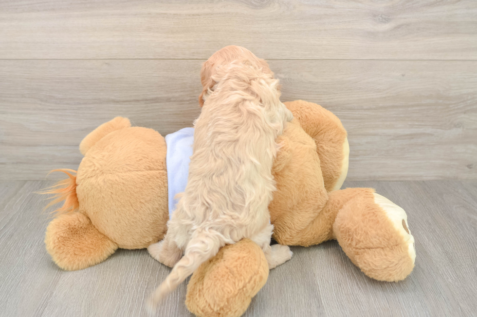 Cavapoo Pup Being Cute
