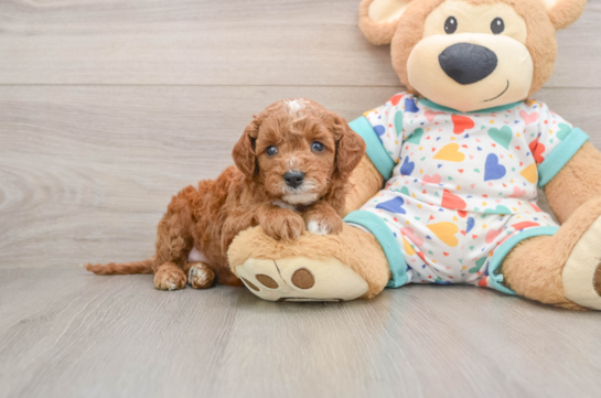 Cavapoo Puppy for Adoption