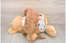 Cavapoo Puppy for Adoption