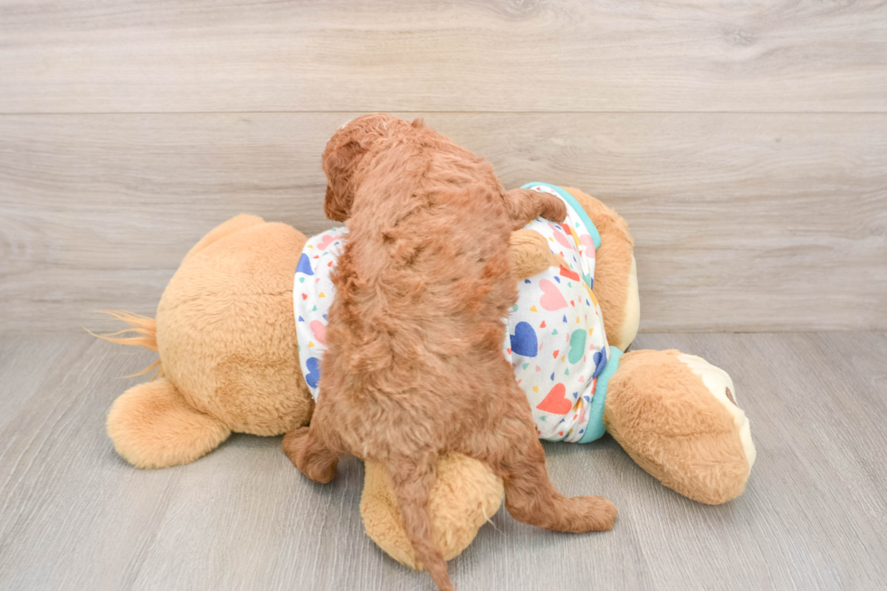Cavapoo Puppy for Adoption