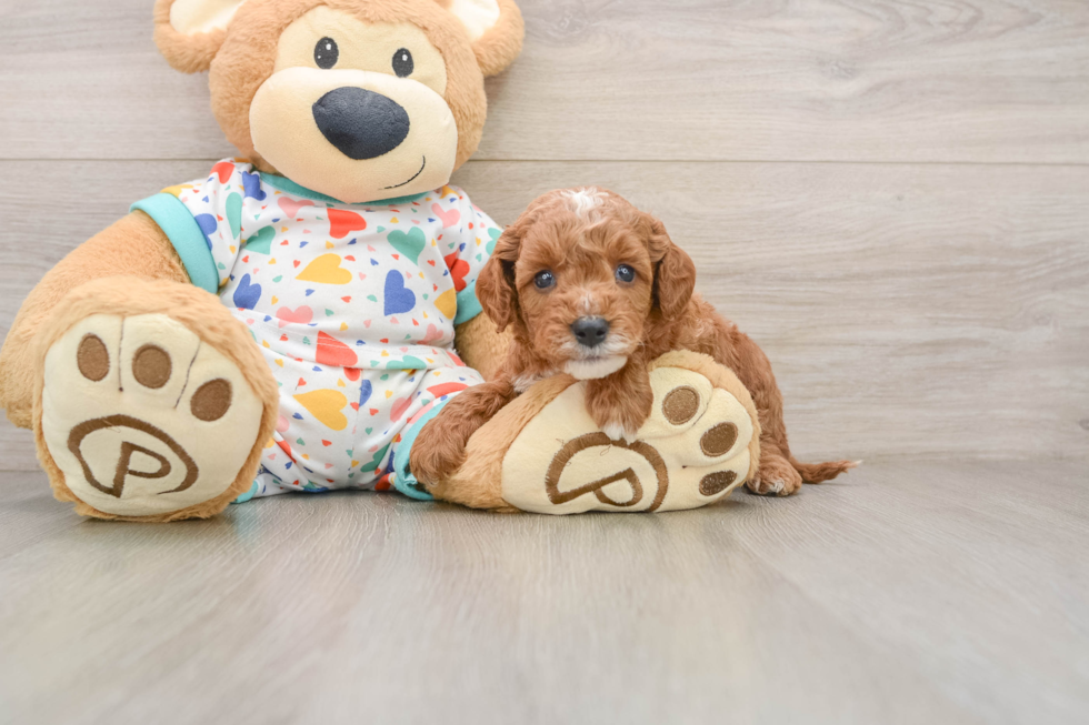 Popular Cavapoo Poodle Mix Pup