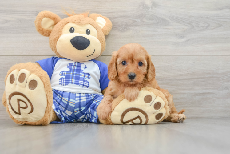Cavapoo Pup Being Cute