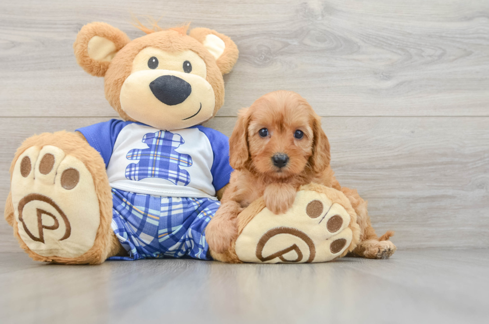 5 week old Cavapoo Puppy For Sale - Florida Fur Babies