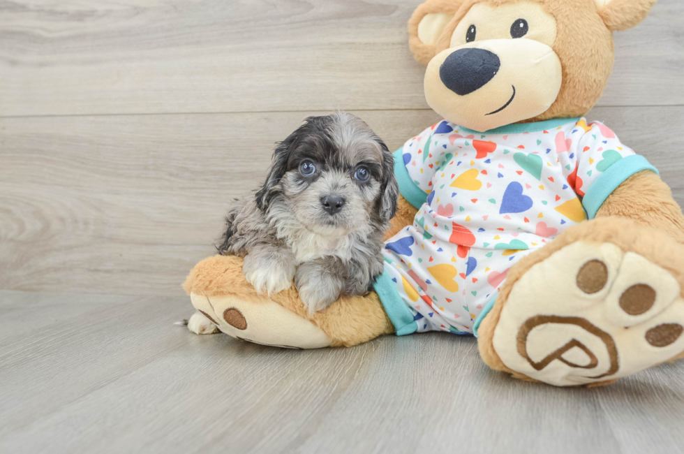 6 week old Cavapoo Puppy For Sale - Florida Fur Babies