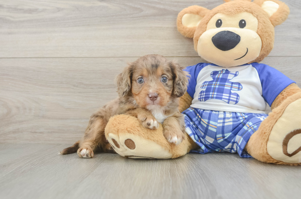 5 week old Cavapoo Puppy For Sale - Florida Fur Babies