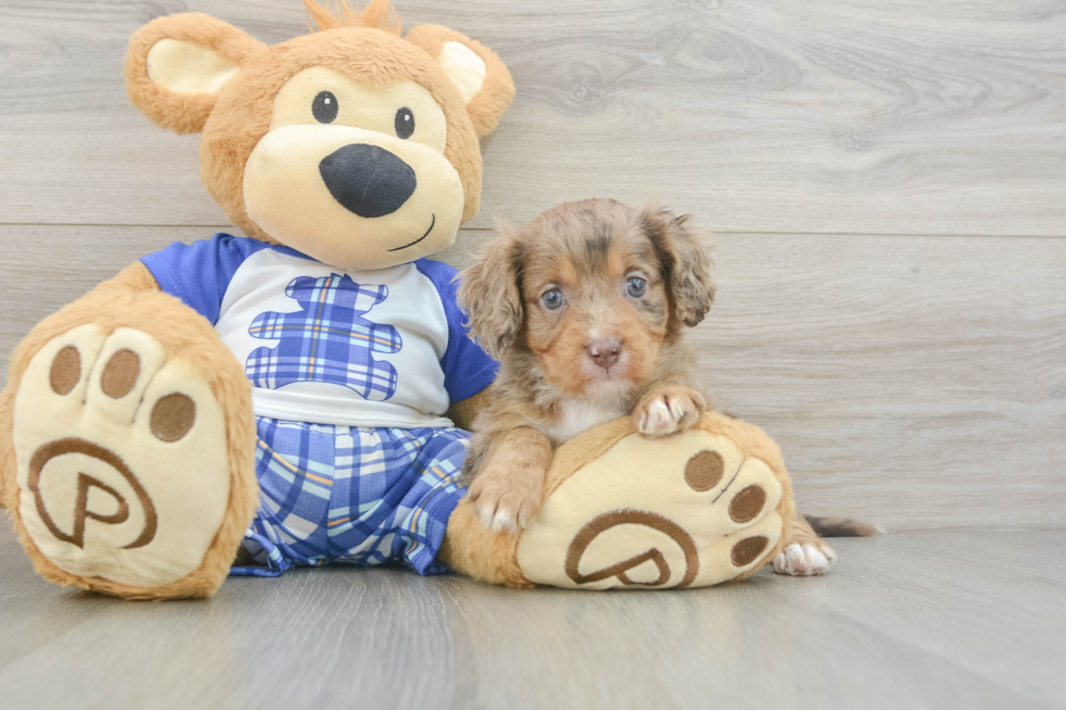 Sweet Cavapoo Baby