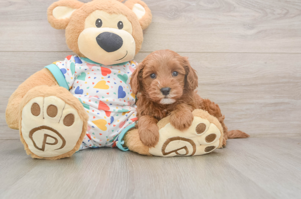 5 week old Cavapoo Puppy For Sale - Florida Fur Babies