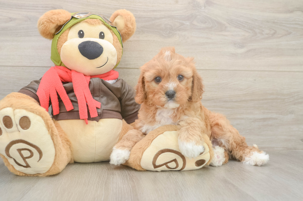 5 week old Cavapoo Puppy For Sale - Florida Fur Babies