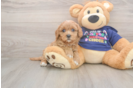 Cavapoo Puppy for Adoption
