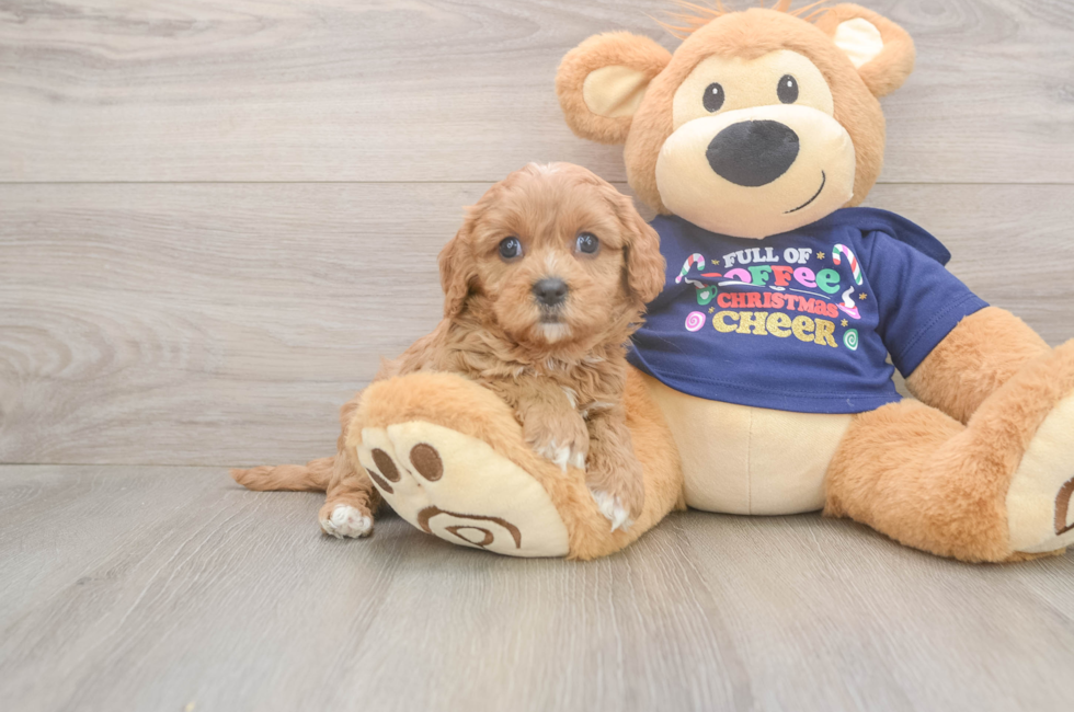5 week old Cavapoo Puppy For Sale - Florida Fur Babies