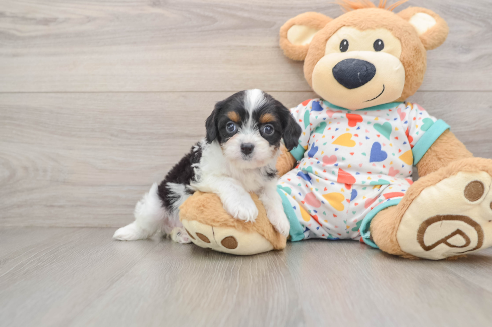 Popular Cavapoo Poodle Mix Pup