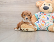 8 week old Cavapoo Puppy For Sale - Florida Fur Babies
