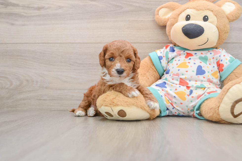 Cavapoo Puppy for Adoption