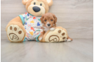 Cavapoo Puppy for Adoption