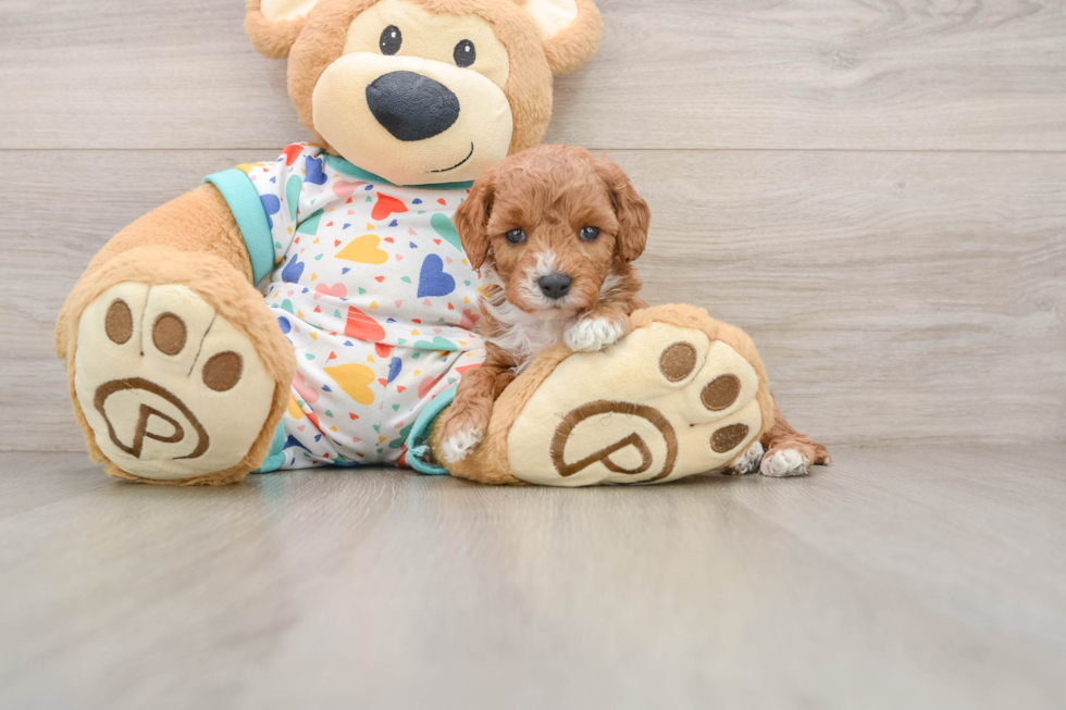 Cavapoo Puppy for Adoption