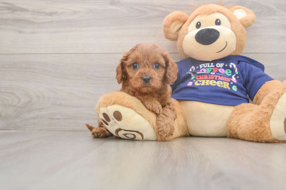 5 week old Cavapoo Puppy For Sale - Florida Fur Babies