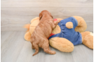 Smart Cavapoo Poodle Mix Pup